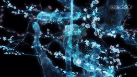 teamLab 11