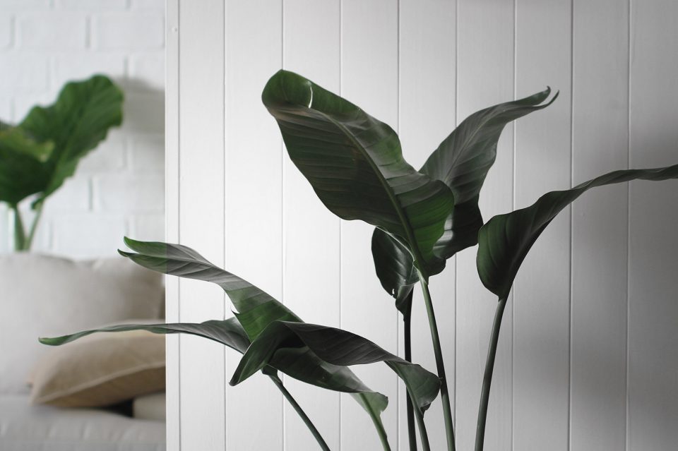 Yerbal 2 By Carbono Atelier