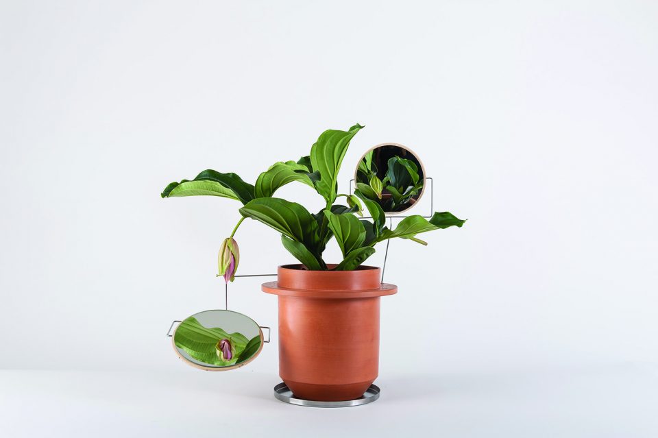 The Phytophiler By Dossofiorito