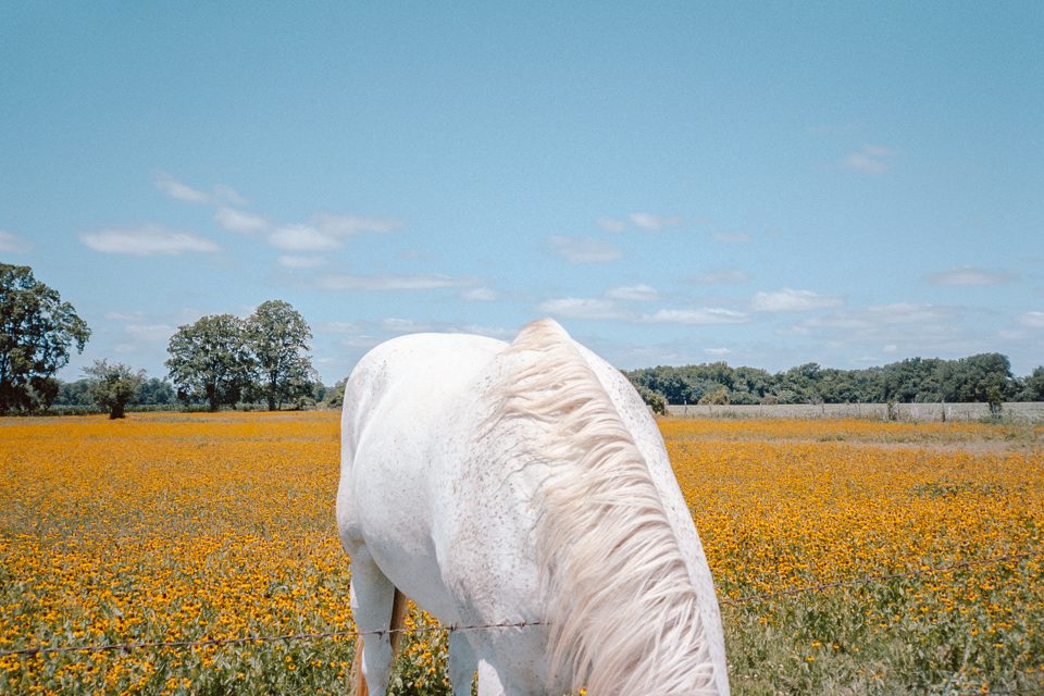 south by codycobb