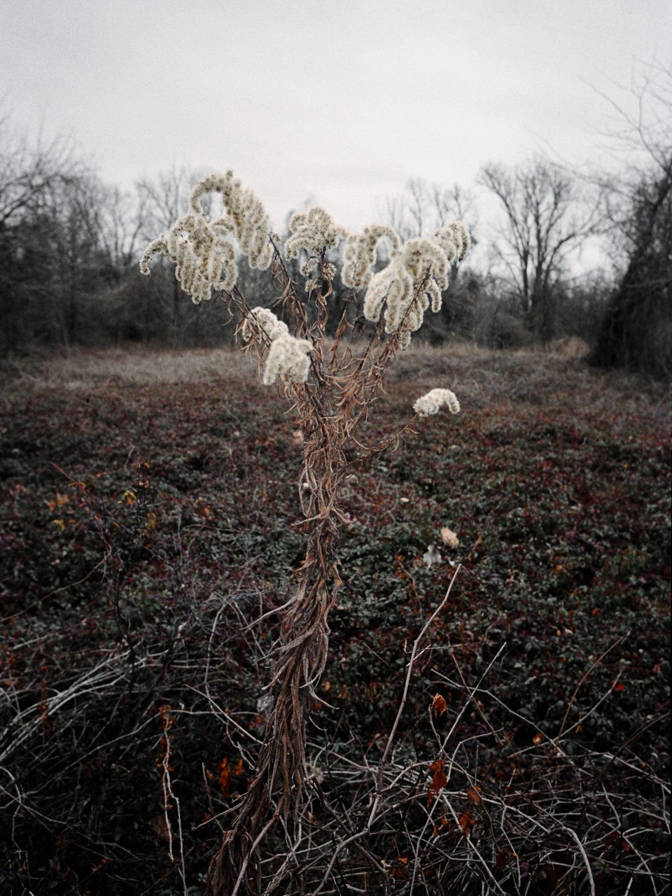 south by codycobb