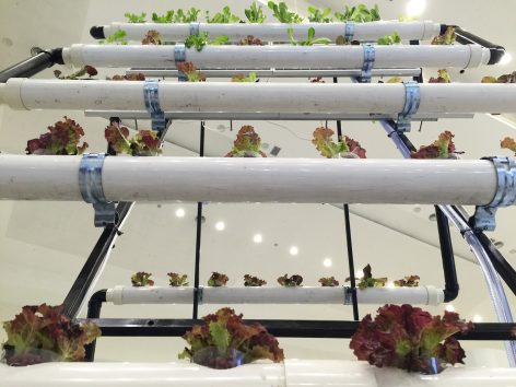 Bike Share Farm By PAO