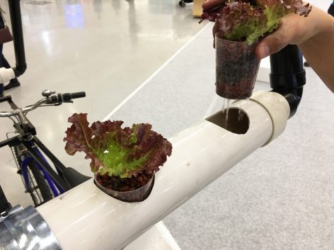Bike Share Farm By PAO