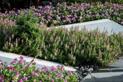 植物 万科公园大道 DH景观设计