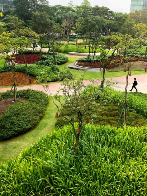 plants3 atlantica forest Balmori Associates