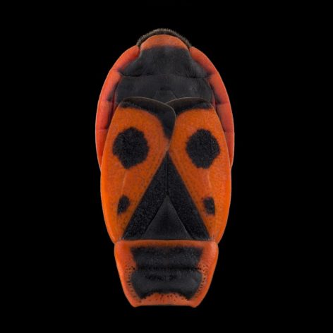 Mask Totem by Pascal GOET