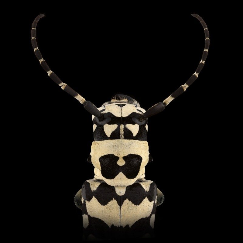 Mask Totem by Pascal GOET
