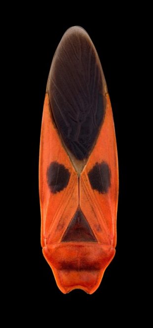 Mask Totem by Pascal GOET