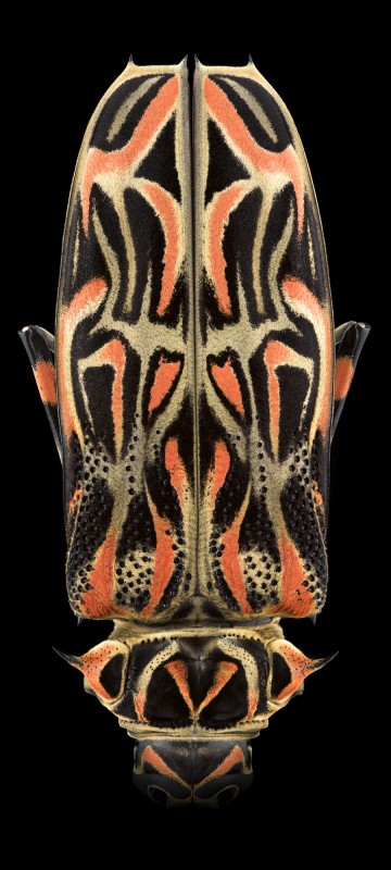 Mask Totem by Pascal GOET