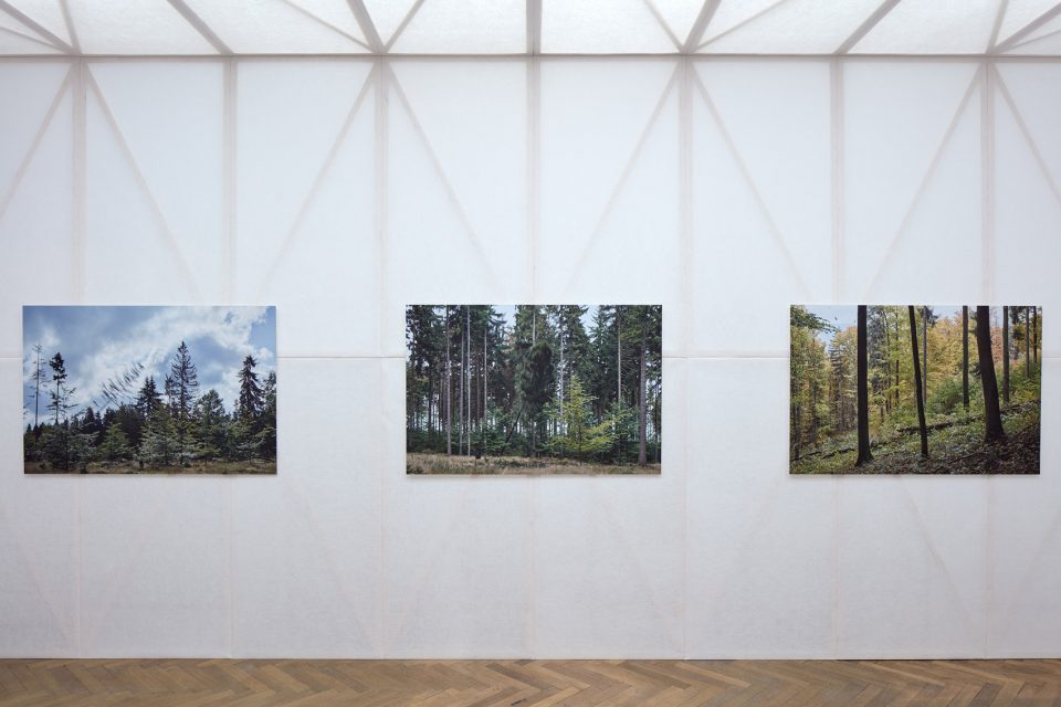 making of a forest exhibition design by mjolk architekti