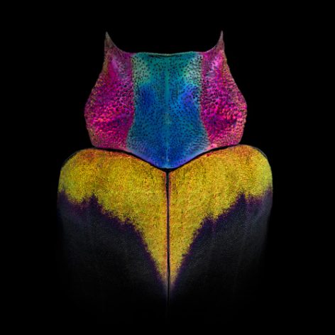 Mask Totem by Pascal GOET