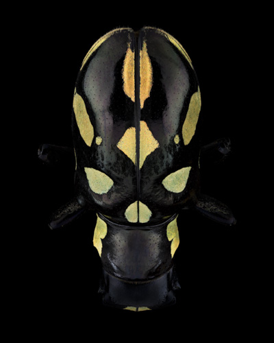 Mask Totem by Pascal GOET