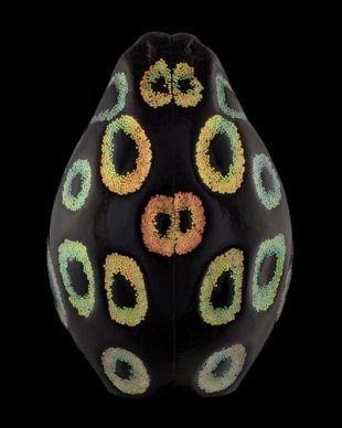 Mask Totem by Pascal GOET