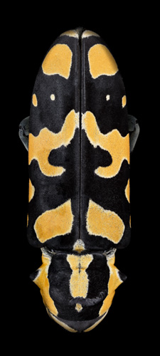 Mask Totem by Pascal GOET