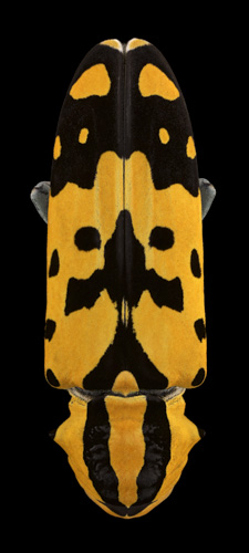 Mask Totem by Pascal GOET