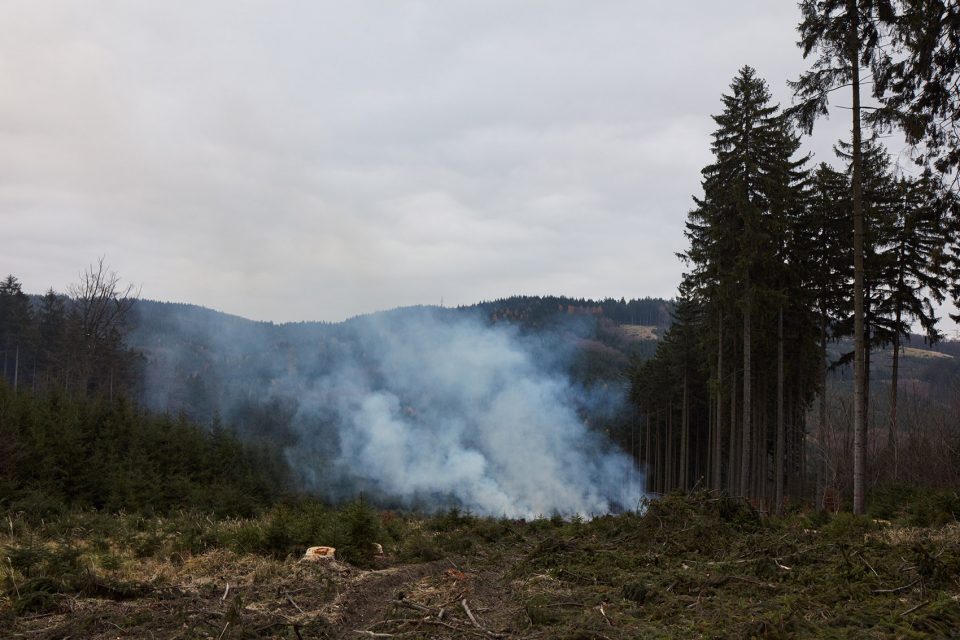 making of a forest exhibition design by mjolk architekti