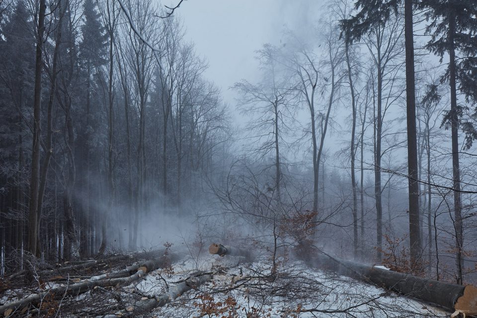 making of a forest exhibition design by mjolk architekti