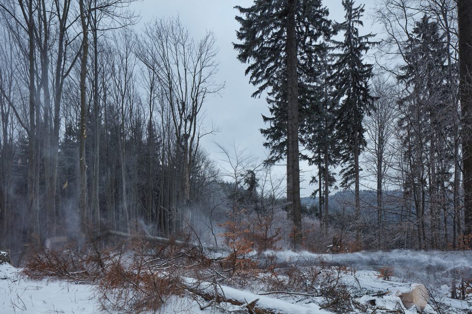 making of a forest exhibition design by mjolk architekti
