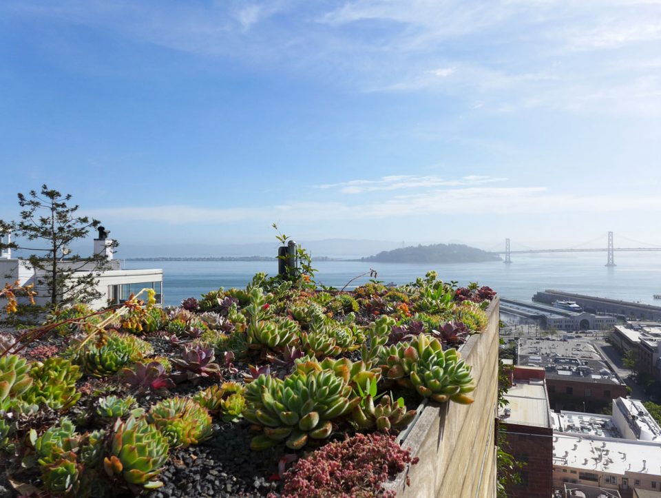 Telegraph Hill Residence Andrea Cochran Landscape Architecture