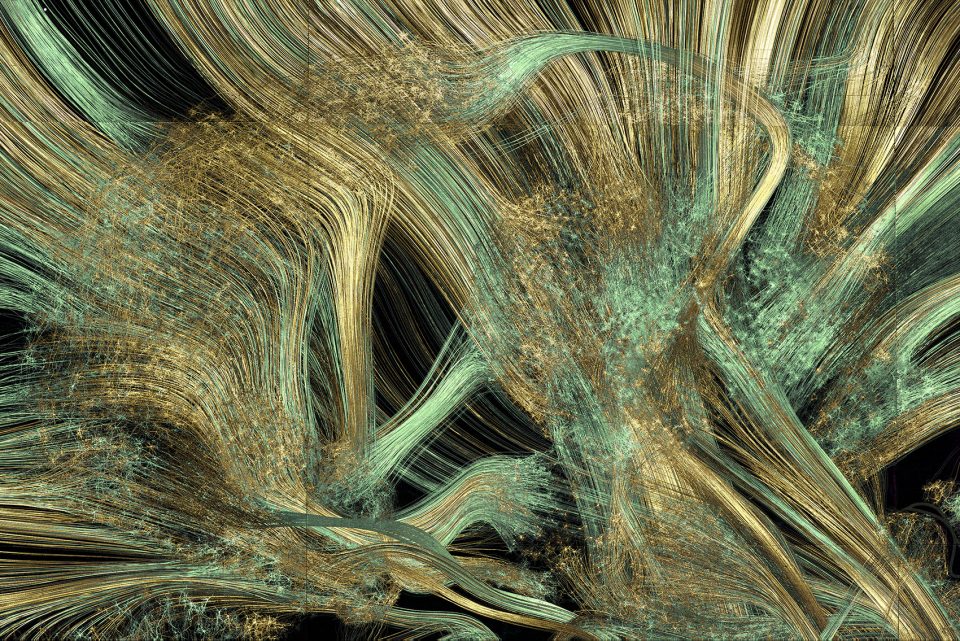 Thalamus and Basal Ganglia Greg Dunn