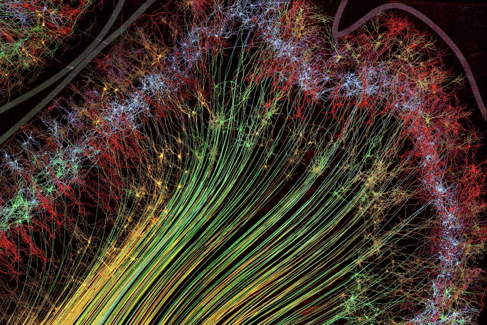 Parietal Gyrus closeup Greg Dunn