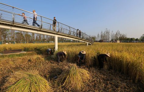 农民、城里人和土地：城头山遗址外围景观再现，湖南 / 土人设计