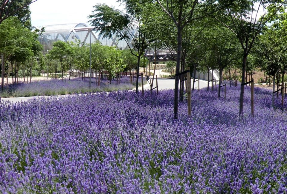 Madrid Rio. A New Urban Ecology by Burgos Garrido Porras La Casta Rubio Álvarez Sala West 8