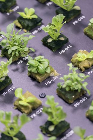 man and the future hortus by carlo ratti associati