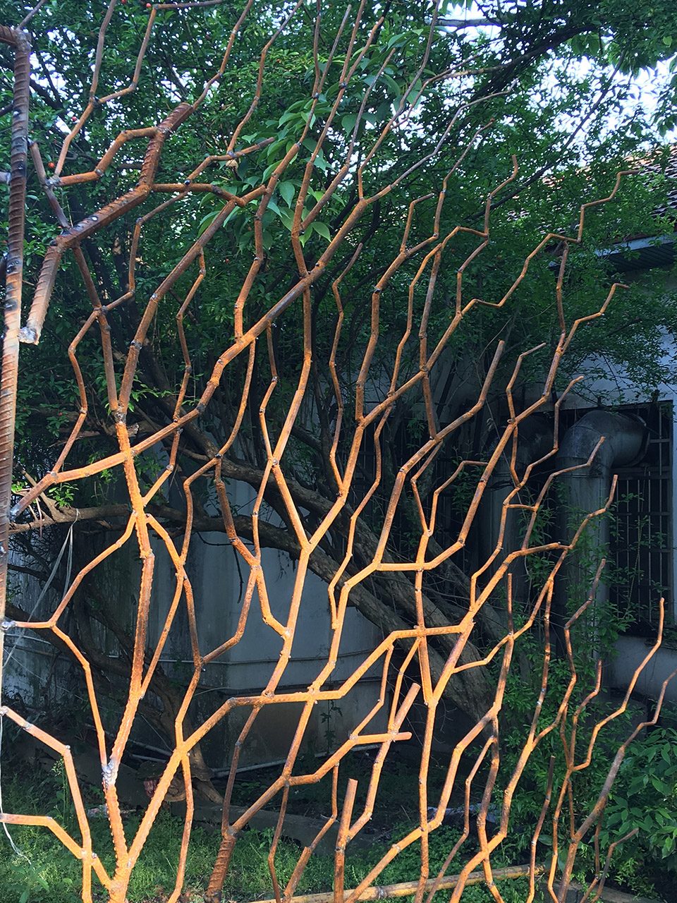 Home for Boston Ivy processing-HU Quanchun