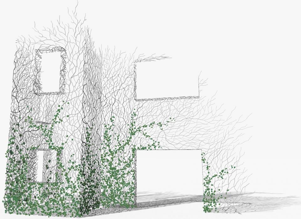 Home for Boston Ivy processing-HU Quanchun