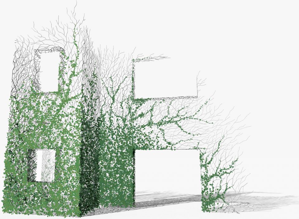 Home for Boston Ivy processing-HU Quanchun