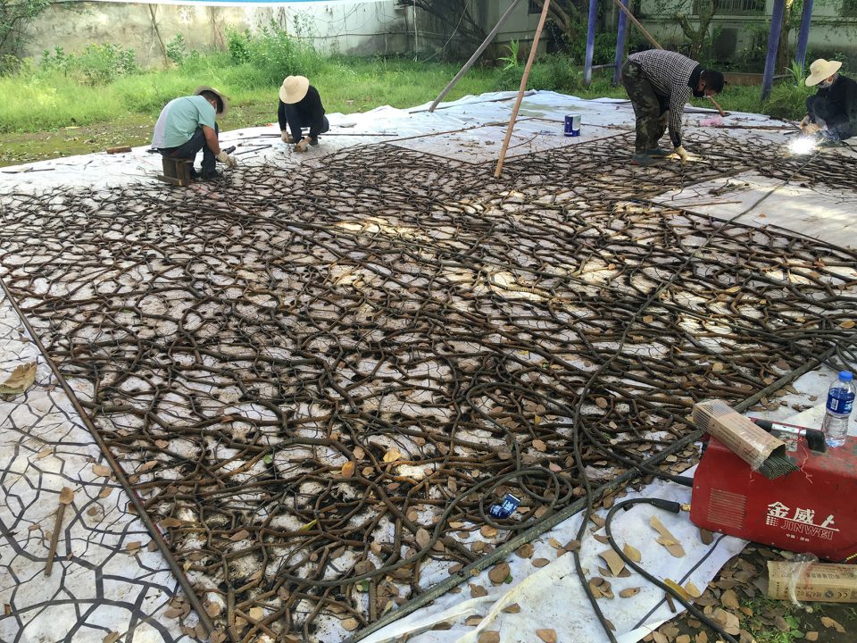 Home for Boston Ivy processing-HU Quanchun