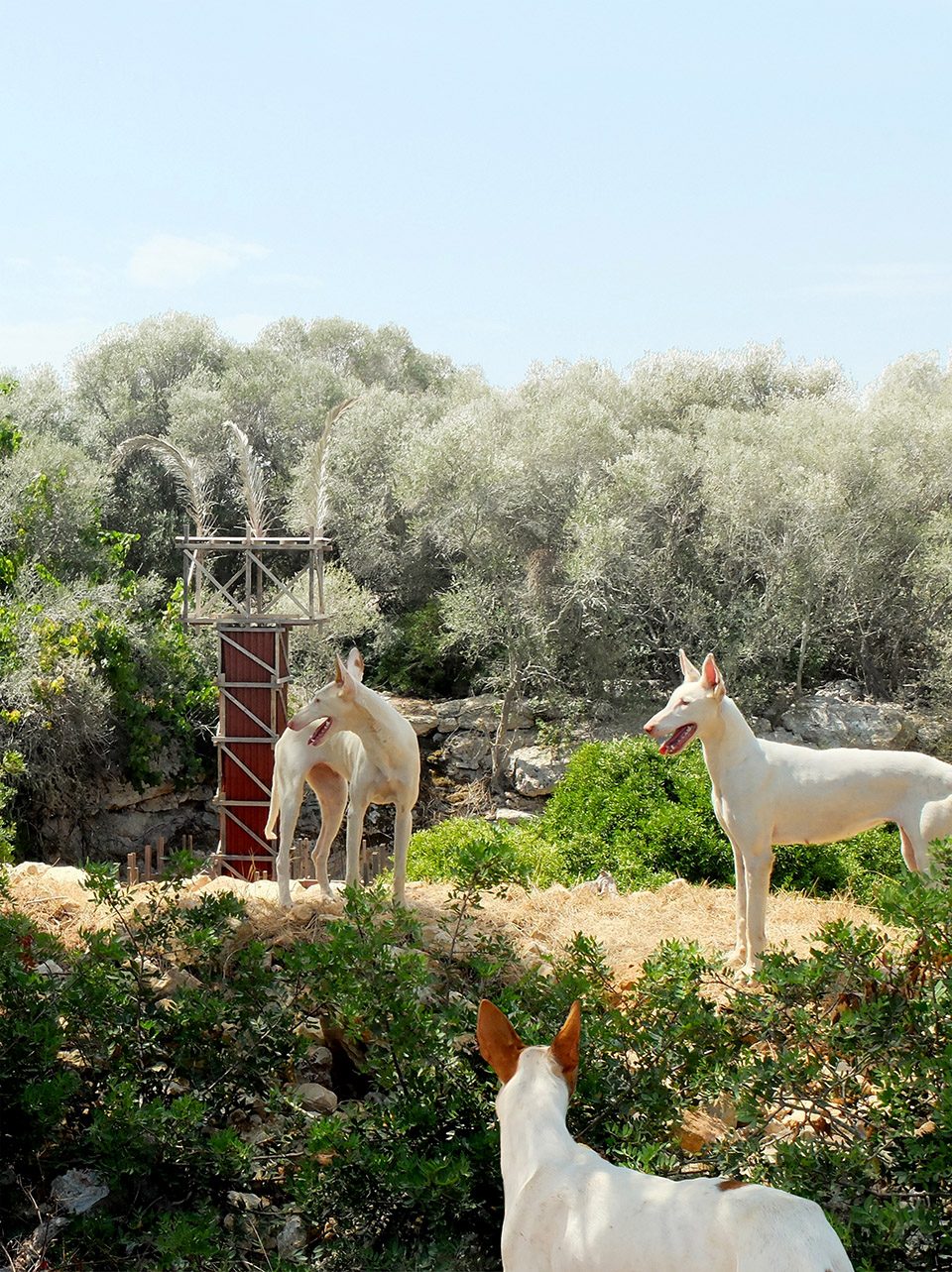 Pozo Podenco by Gartnerfuglen Arkitekter Mariana de Delás