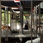 犬井，西班牙 / Gartnerfuglen Arkitekter & Mariana de Delás