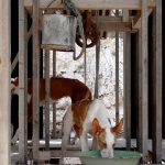 犬井，西班牙 / Gartnerfuglen Arkitekter & Mariana de Delás