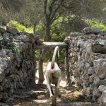 犬井，西班牙 / Gartnerfuglen Arkitekter & Mariana de Delás