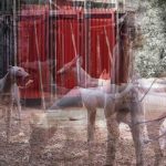 犬井，西班牙 / Gartnerfuglen Arkitekter & Mariana de Delás