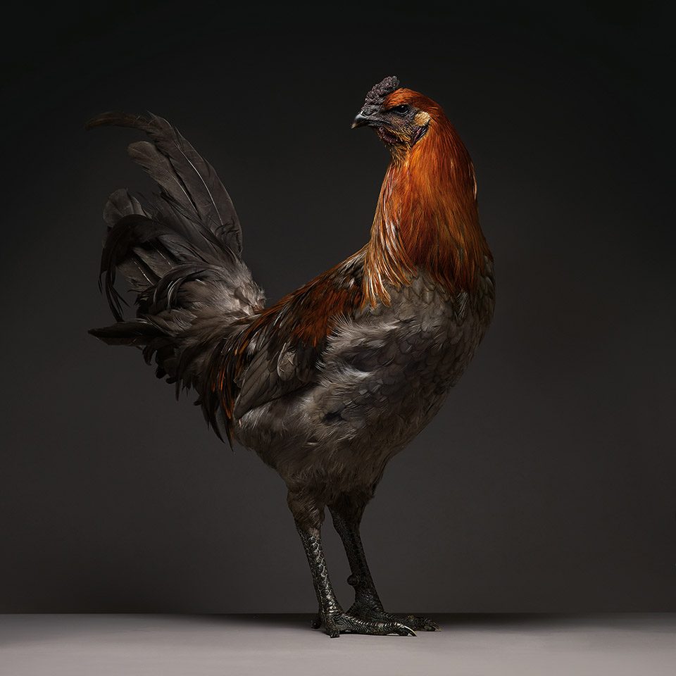 The CHICken book Italy by Moreno Monti Matteo Tranchellini
