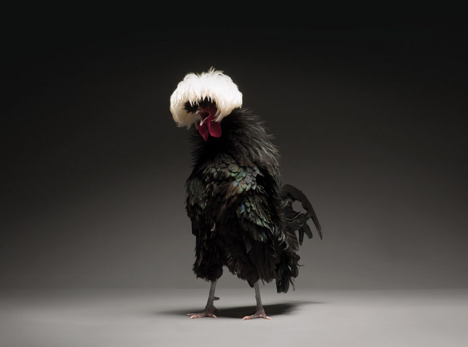 The CHICken book Italy by Moreno Monti Matteo Tranchellini