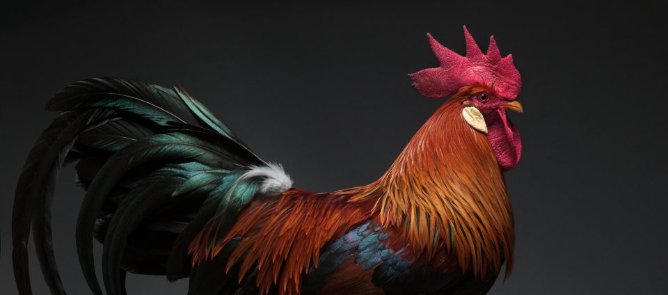 The CHICken book Italy by Moreno Monti Matteo Tranchellini