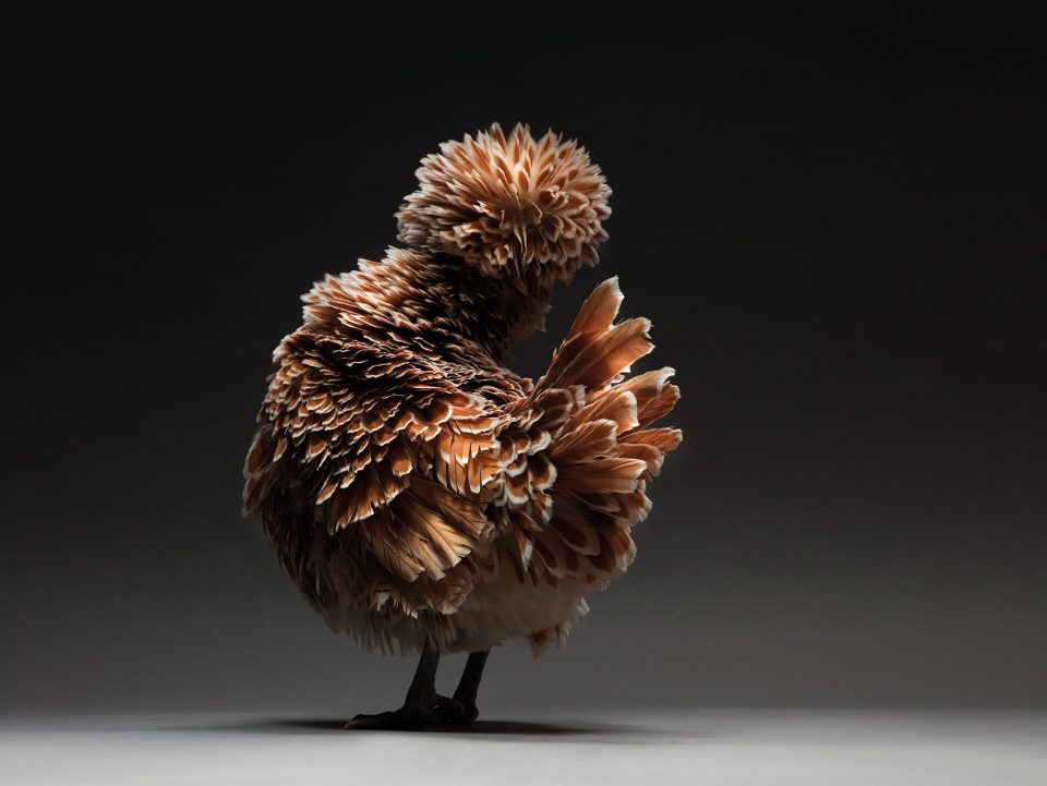 The CHICken book Italy by Moreno Monti Matteo Tranchellini