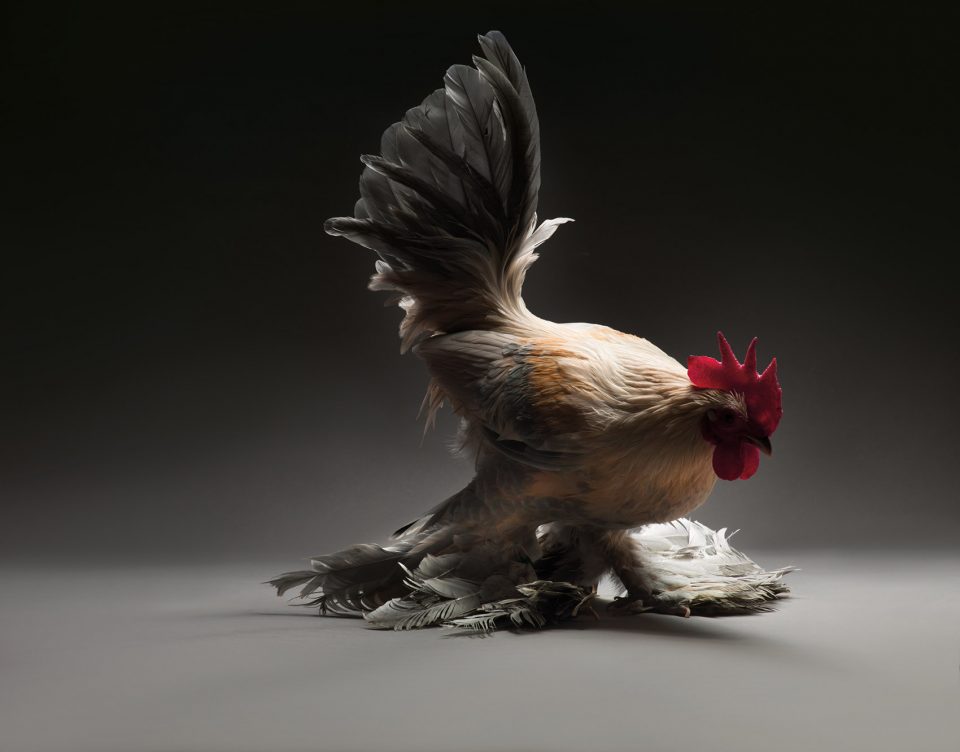 The CHICken book Italy by Moreno Monti Matteo Tranchellini