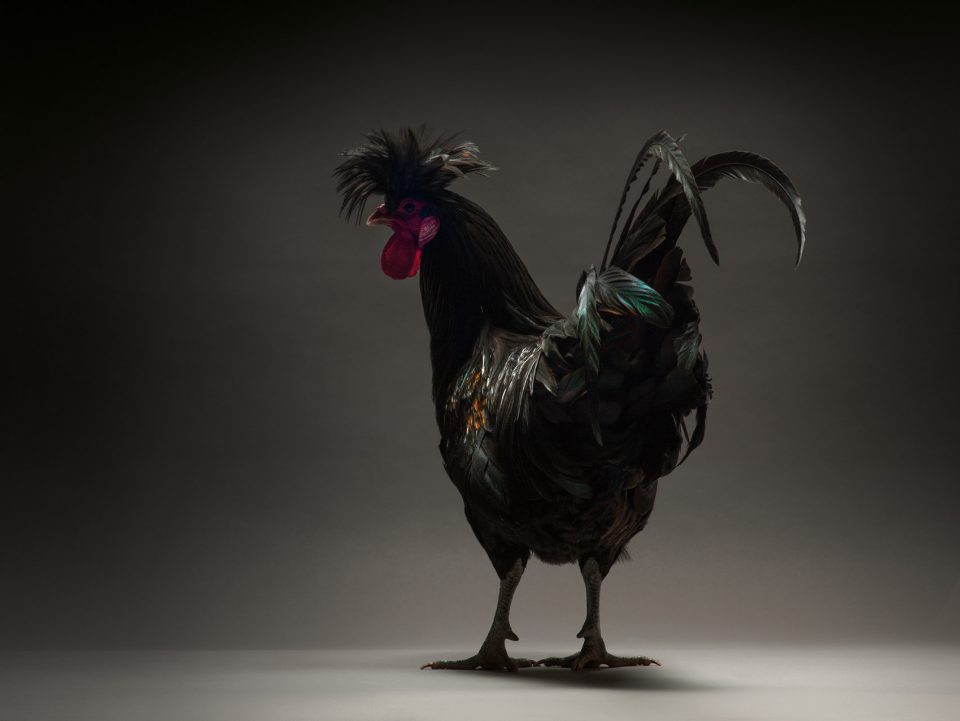The CHICken book Italy by Moreno Monti Matteo Tranchellini