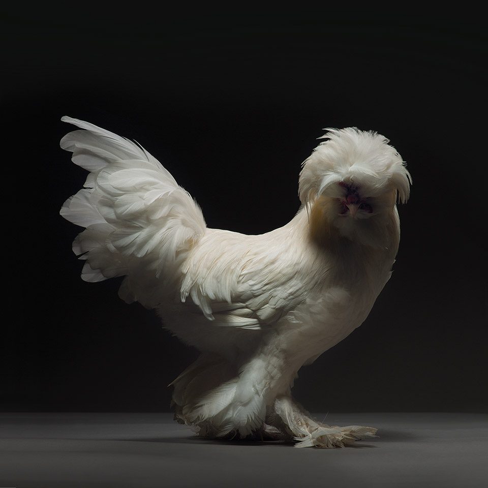 The CHICken book Italy by Moreno Monti Matteo Tranchellini