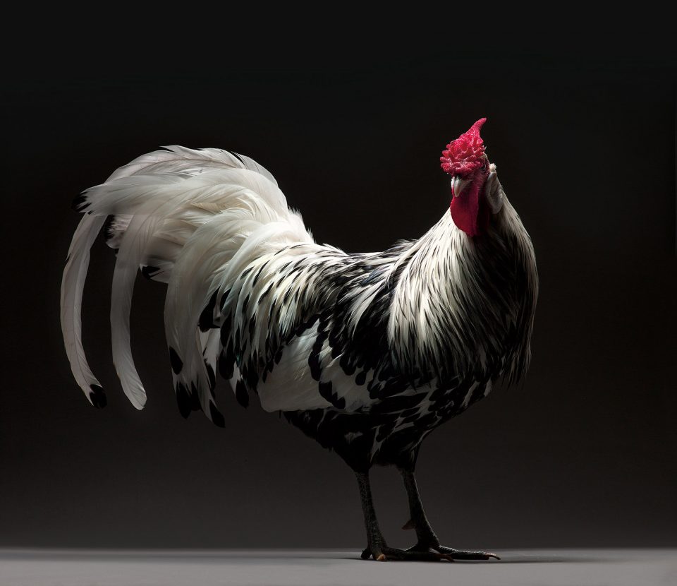 The CHICken book Italy by Moreno Monti Matteo Tranchellini