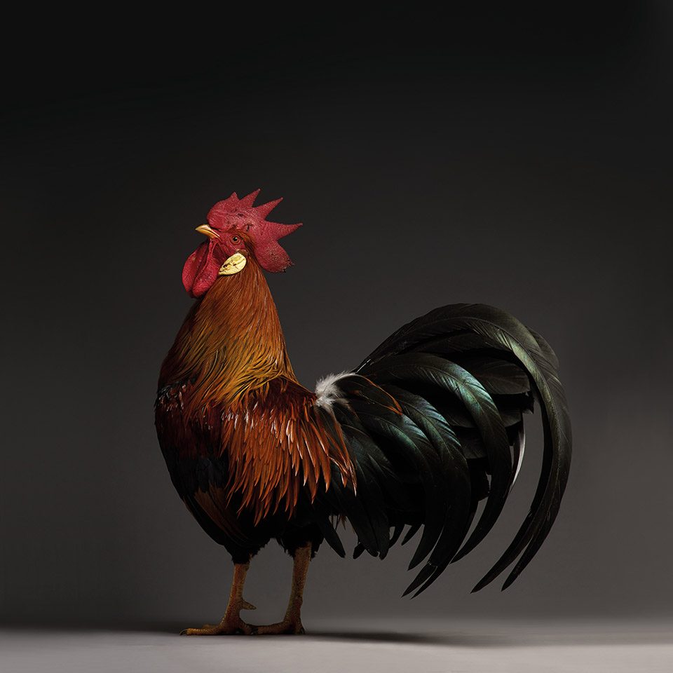 The CHICken book Italy by Moreno Monti Matteo Tranchellini