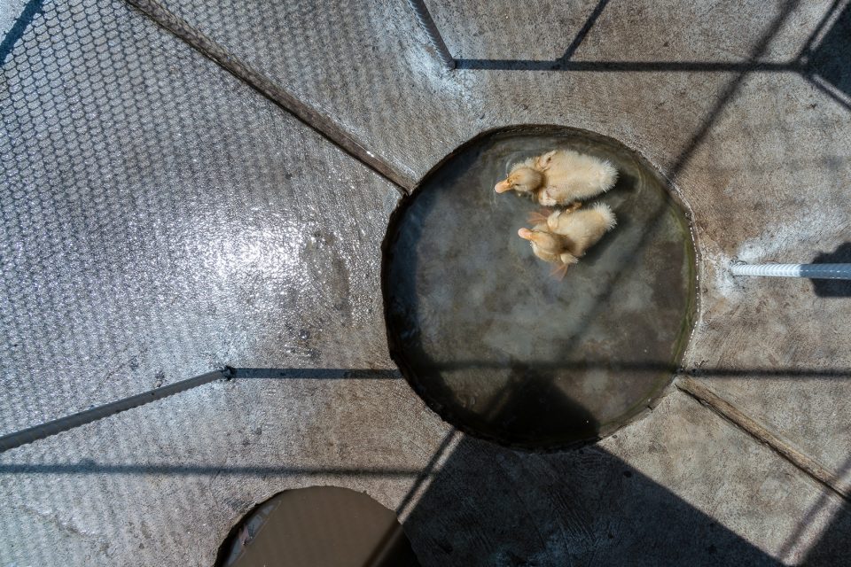 Chicken House by Tropical Space