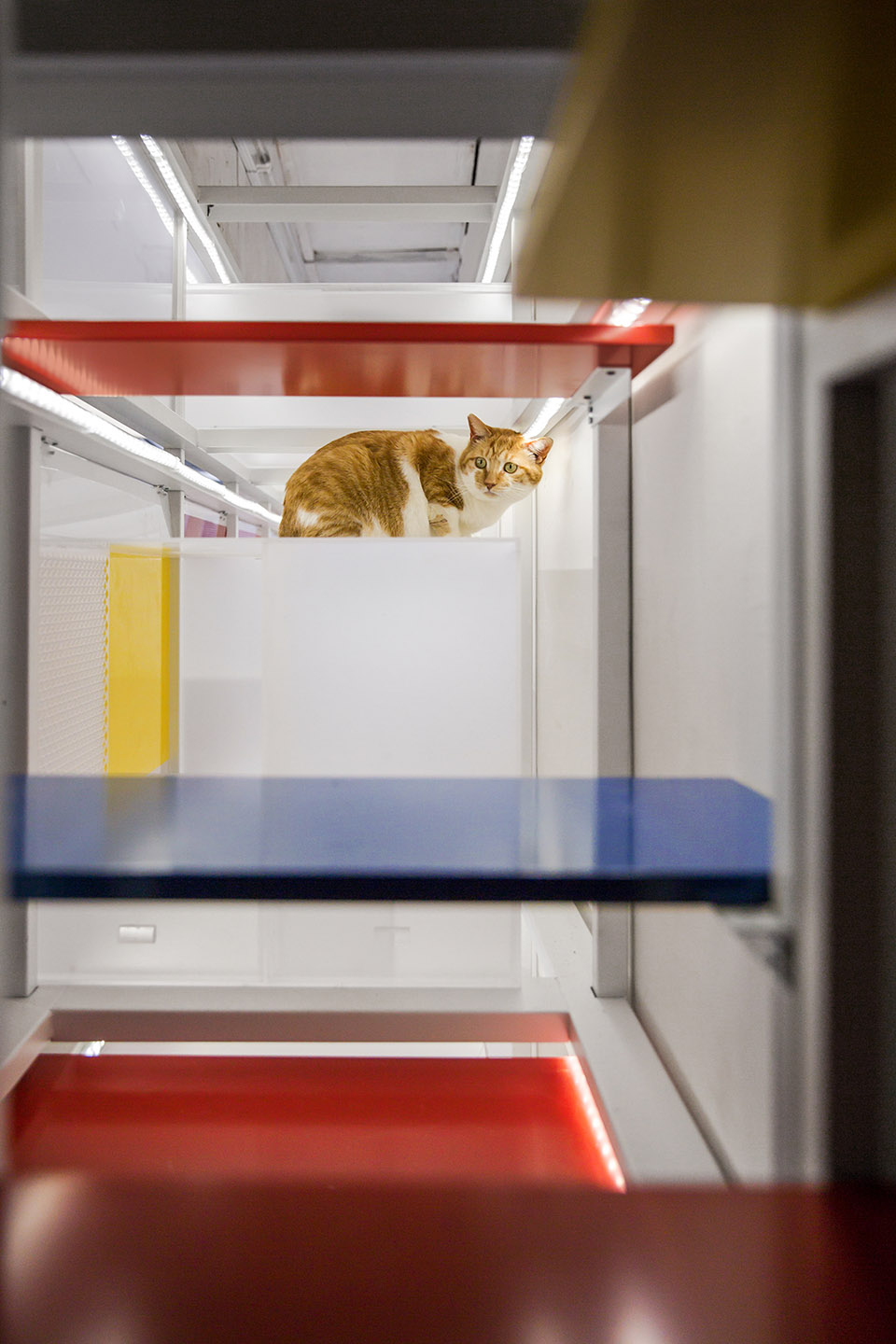 Home for people and pets Shanghai by HDD