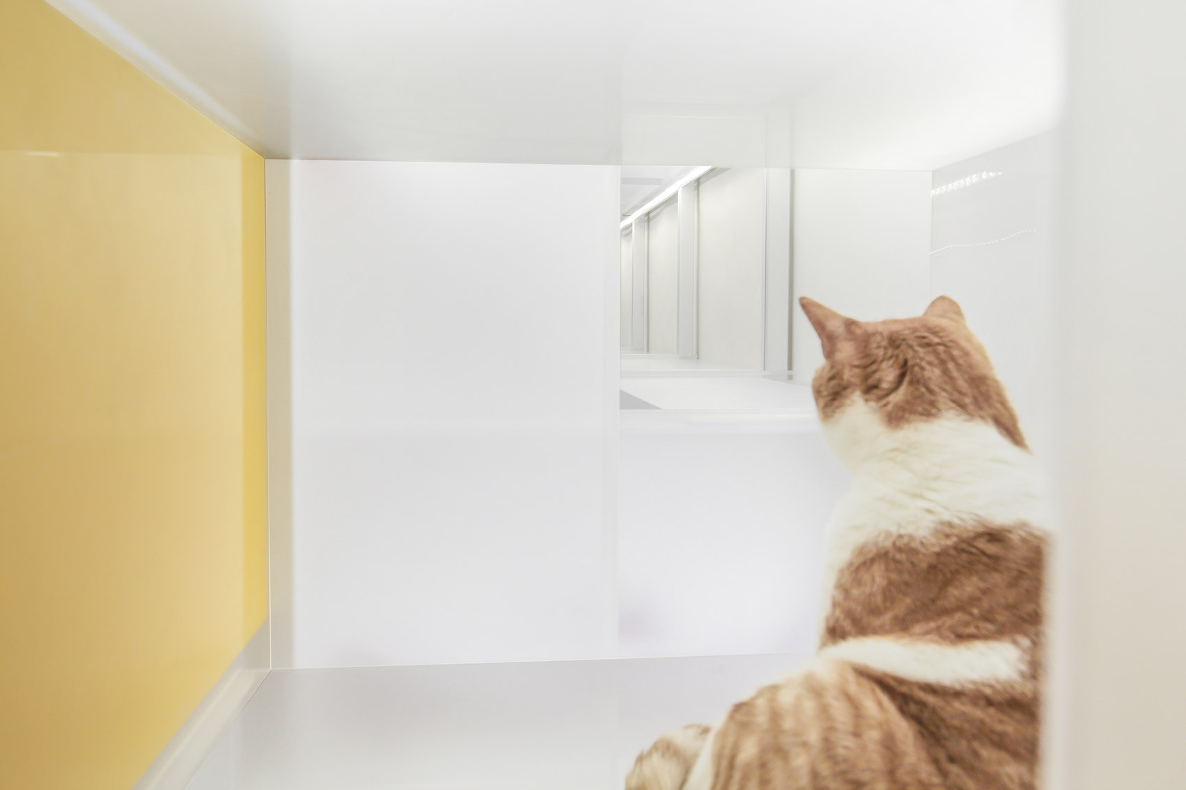Home for people and pets Shanghai by HDD