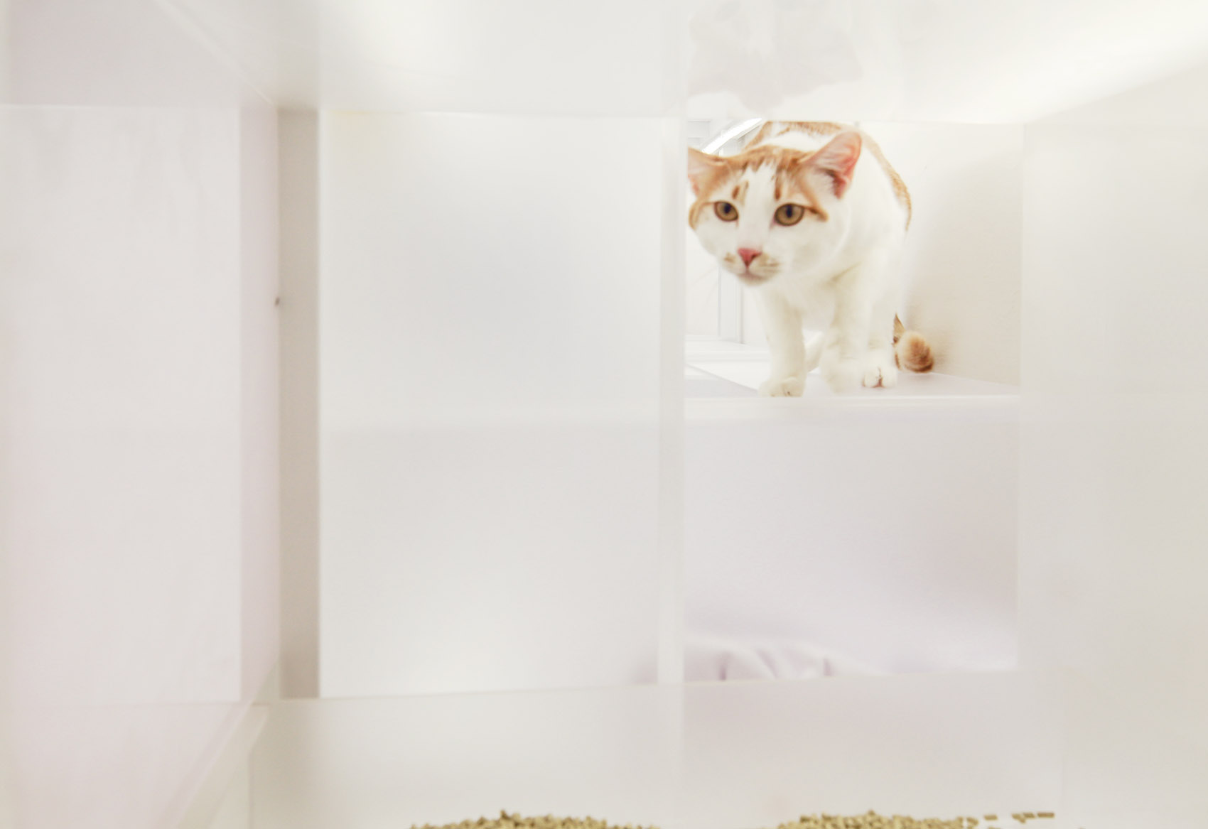 Home for people and pets Shanghai by HDD